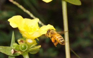 花にハチ